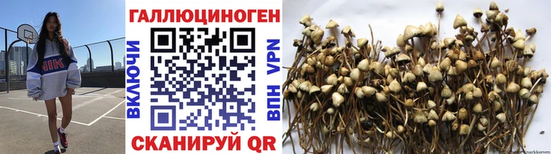 Псилоцибиновые грибы Cubensis  Верхний Уфалей 